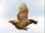 chicken flying